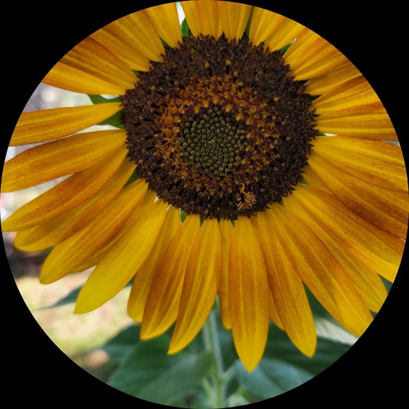 sunflower80634